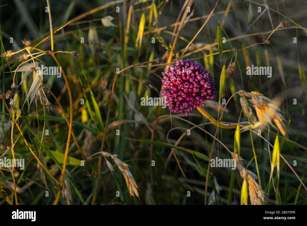 blooming  onion flower, Allium atroviolaceum. Regional Natural Reserve 'Calanchi di Atri' Stock Photo