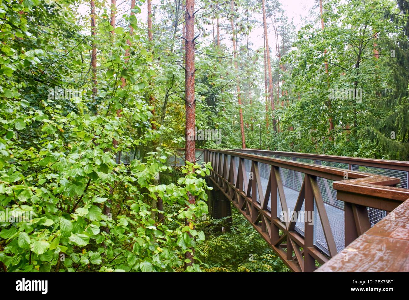 Wooden bridge in the forest to see tree tops Stock Photo