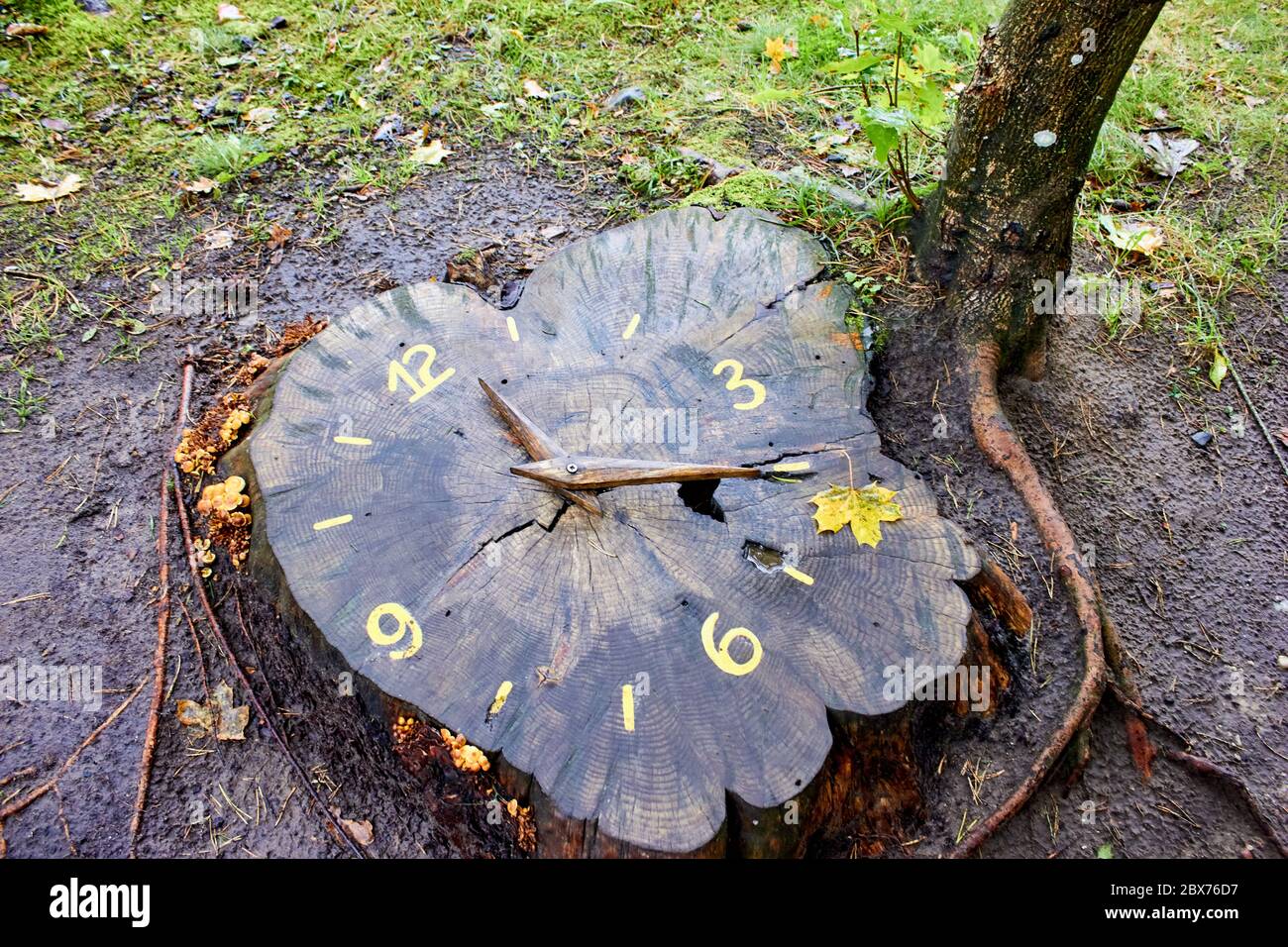 Clock on the stump of old tree Stock Photo