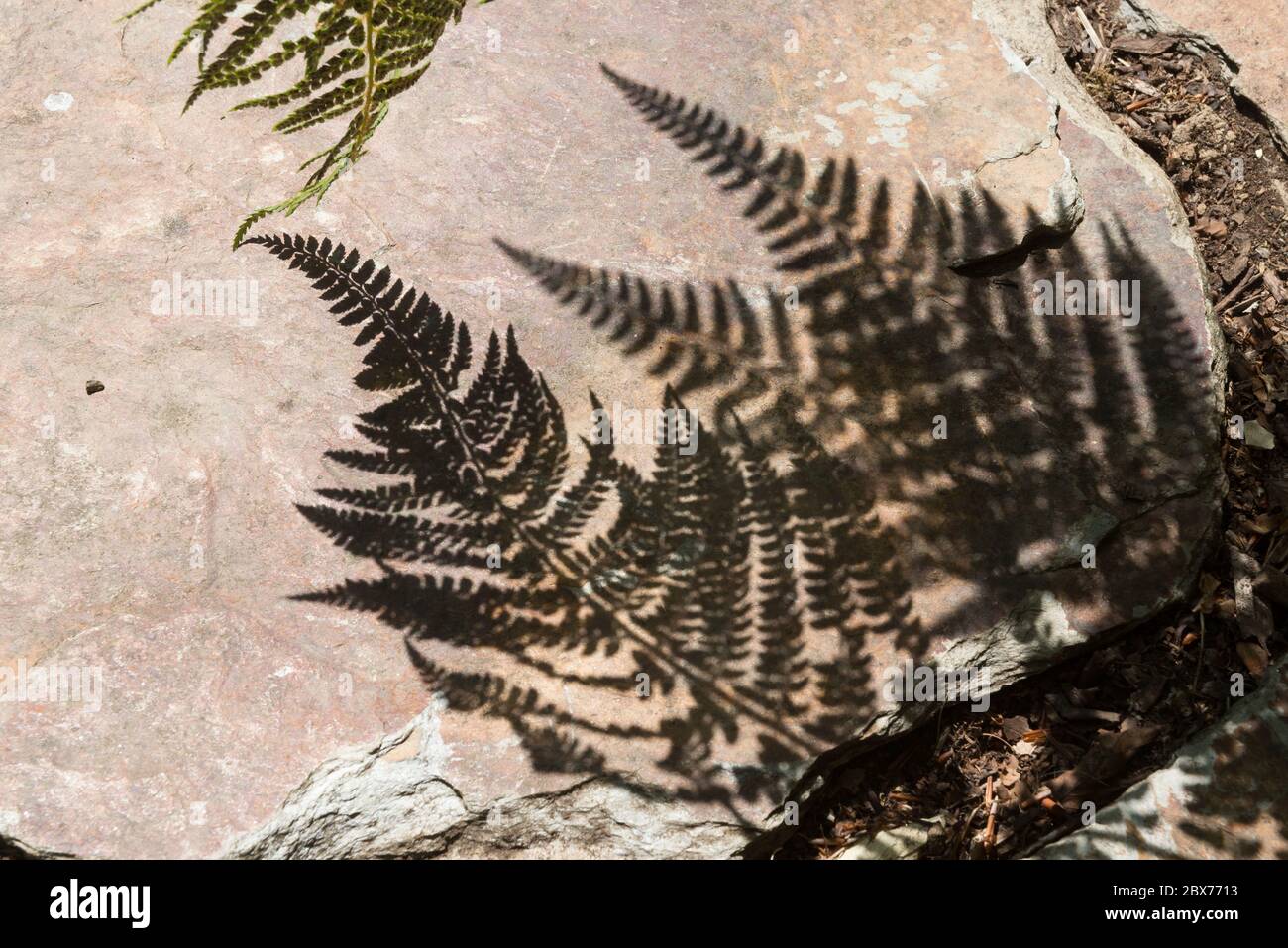 Tip of decorative garden fern in bright sunshine casts shadows  on brown stone crazy paving. Stock Photo
