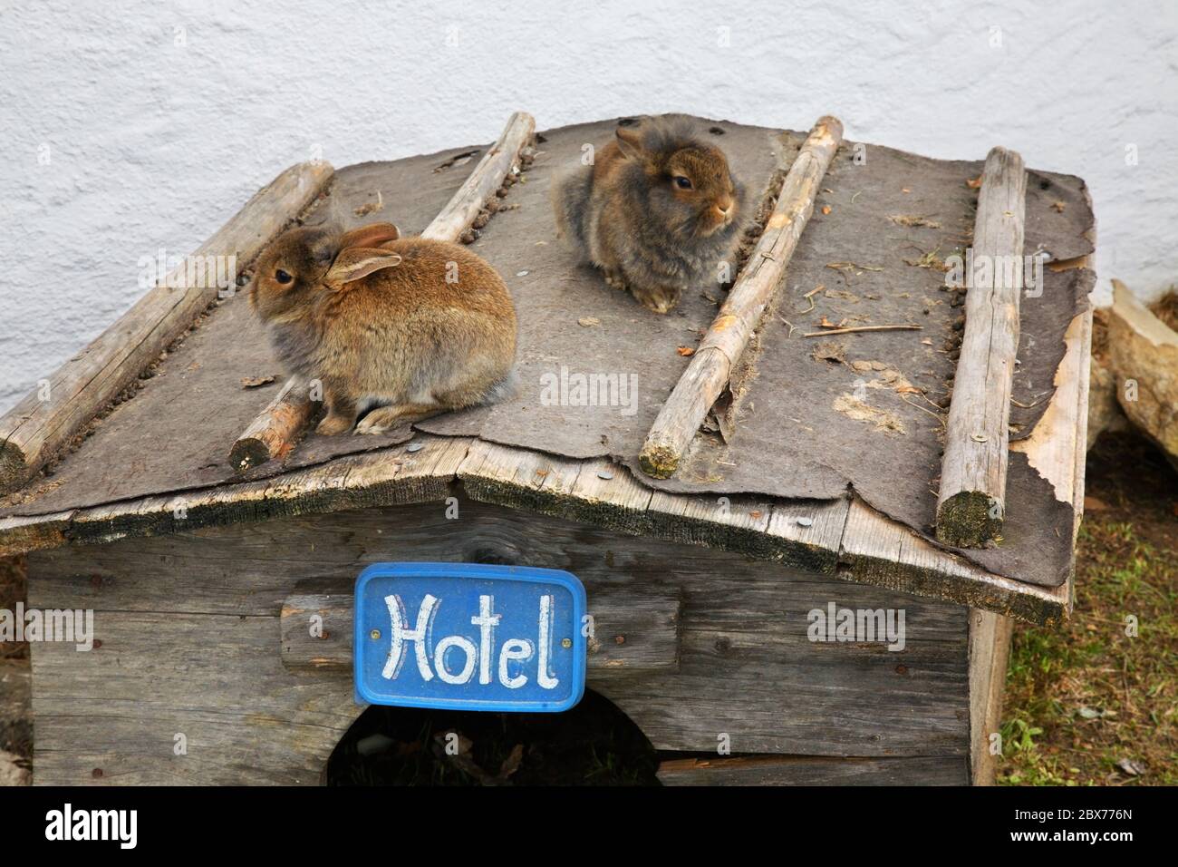 Rabbits in mountains. Austria Stock Photo - Alamy