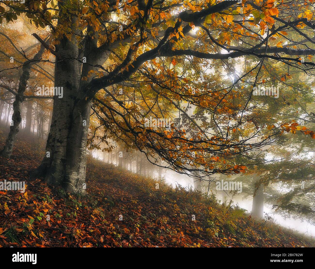 A misty fantastic autumn forest. The beech trees are in a fog Stock ...