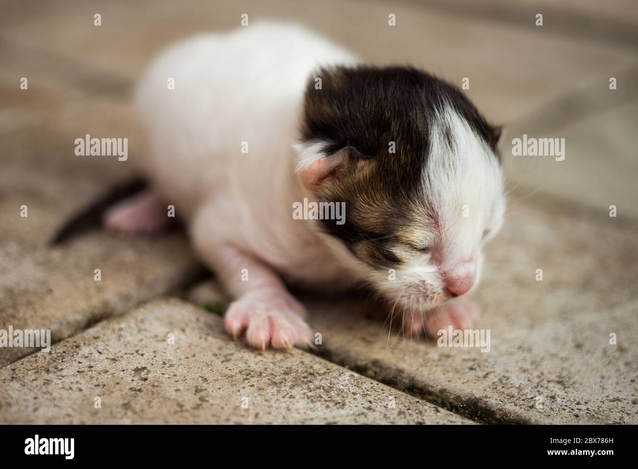 White with a black newborn kitten lying on a stone floor Stock Photo