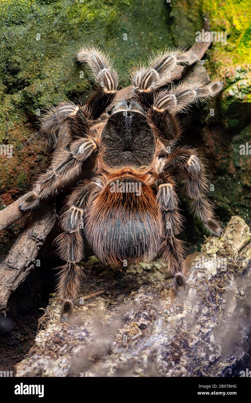 Close up of a bahia scarlet tarantula (lasiodora klugi) in captivity Stock Photo