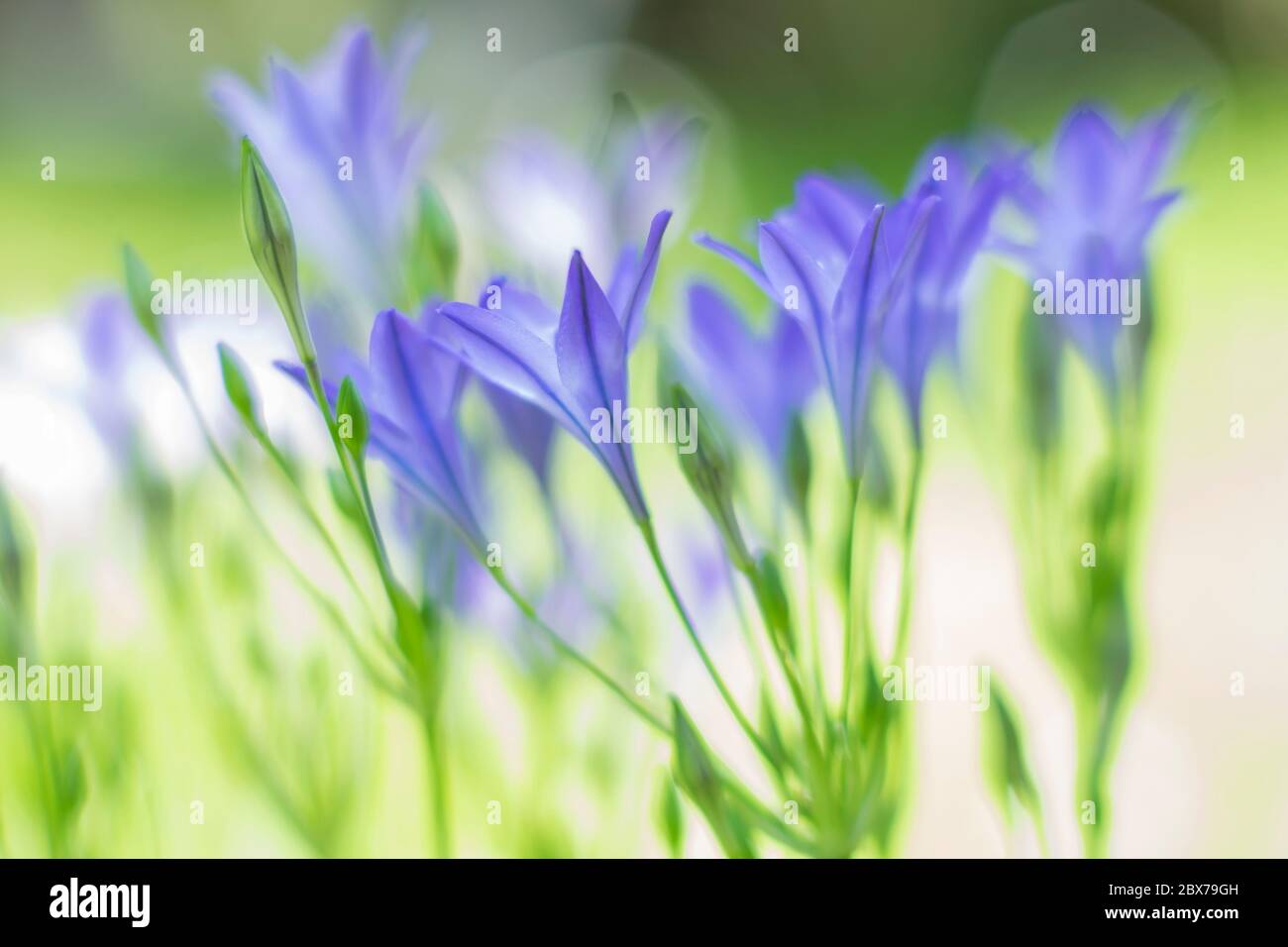 Triteleia laxa, selective focus, beautiful green sunny bokeh Stock Photo