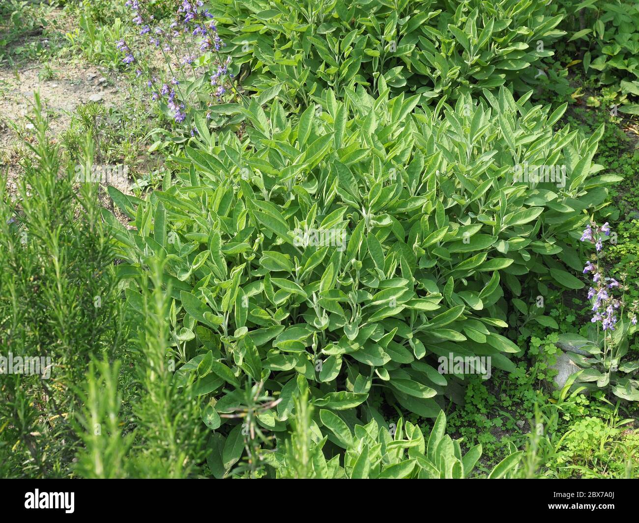 common sage plant (scientific name Salvia officinalis Stock Photo Alamy