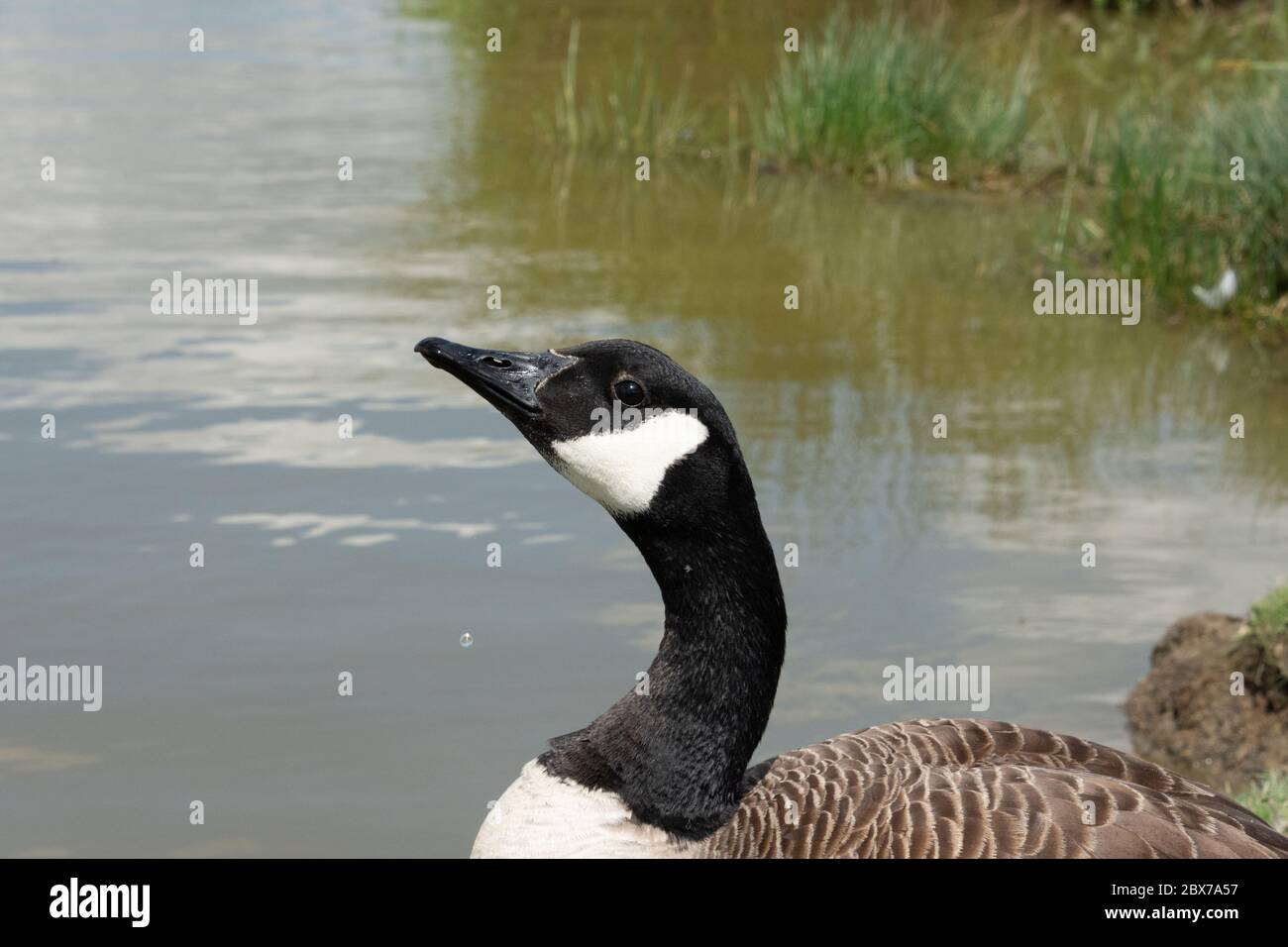 Canada goose staring hi-res stock photography and images - Alamy