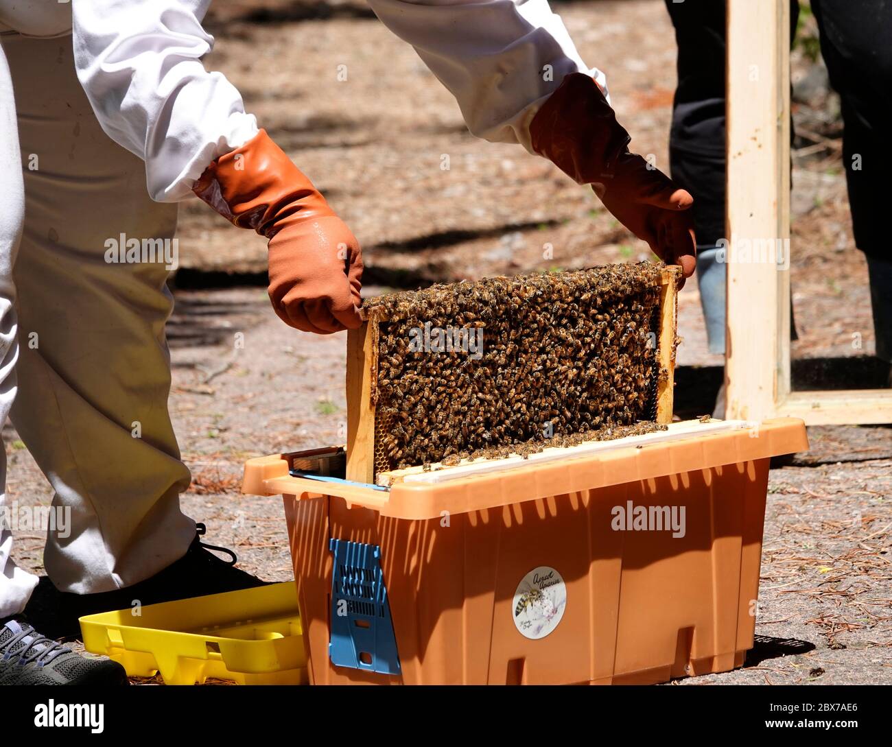 A bee keeper dressed in protective clothing moves a frame of western honey bees and a queen bee to a new hive. The bees are in Sunriver, Oregon. Stock Photo