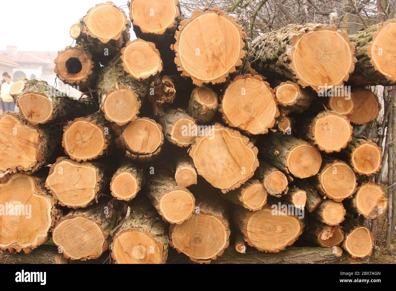 Pile of cut wood for fire Stock Photo