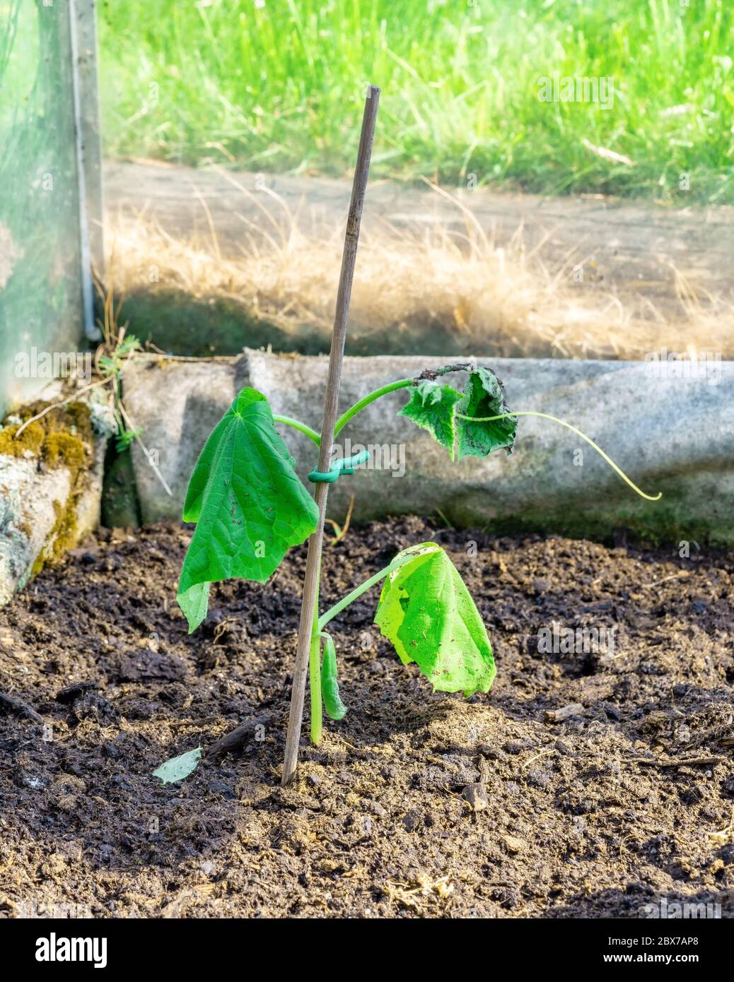Drying plant of green cucumber in greenhouse, withered leaves after