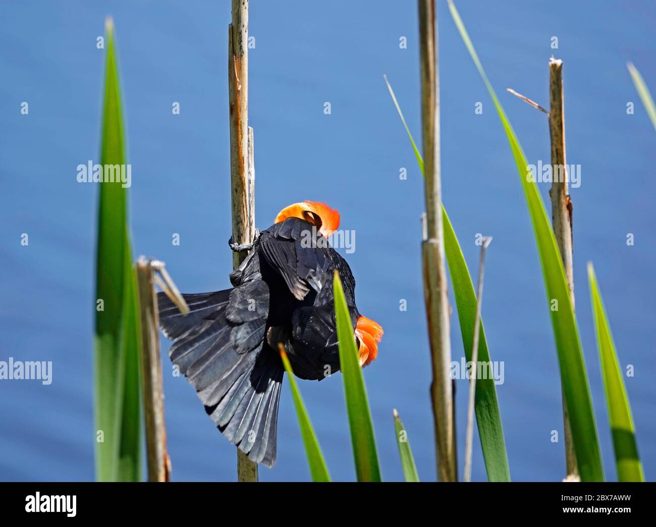 A male, red-winged blackbird perched on a cattail, flashes its wing patches to attract nearby females in mating season, in Sunriver, Oregon, in the Ca Stock Photo