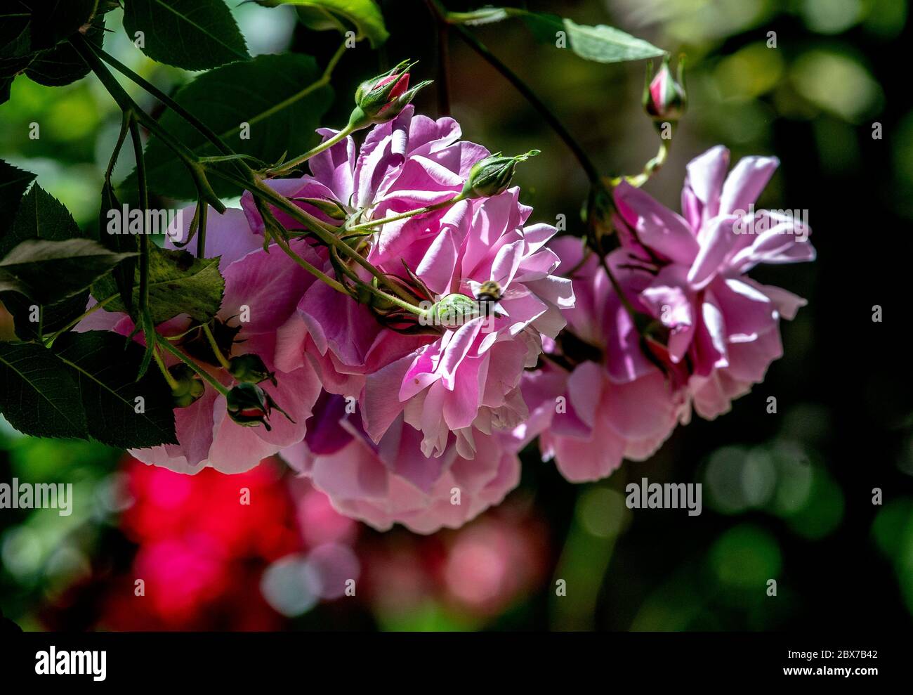 Purple roses hi-res stock photography and images - Alamy