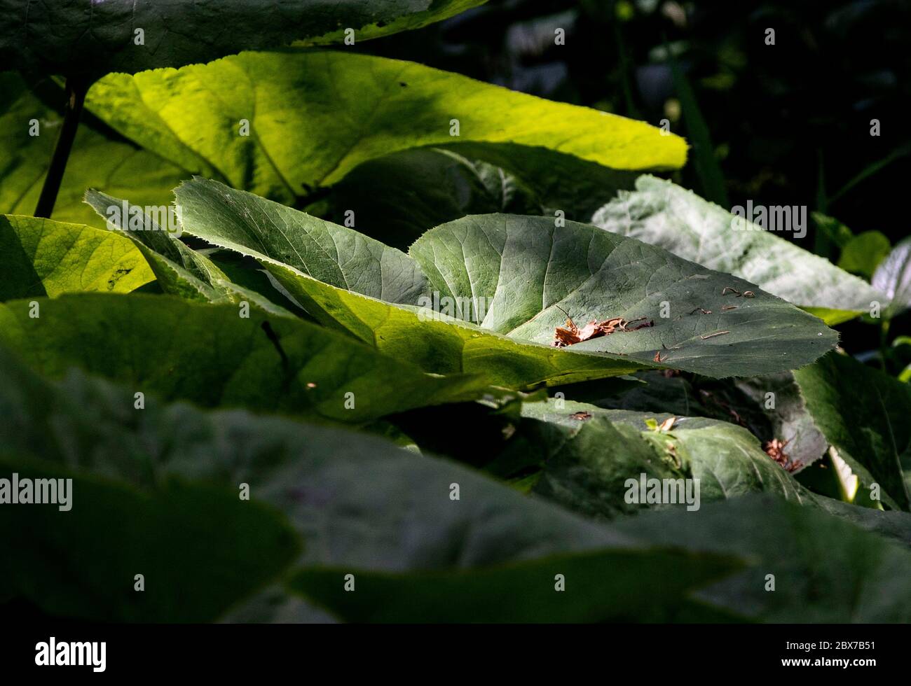 Big broad leaves hi-res stock photography and images - Alamy