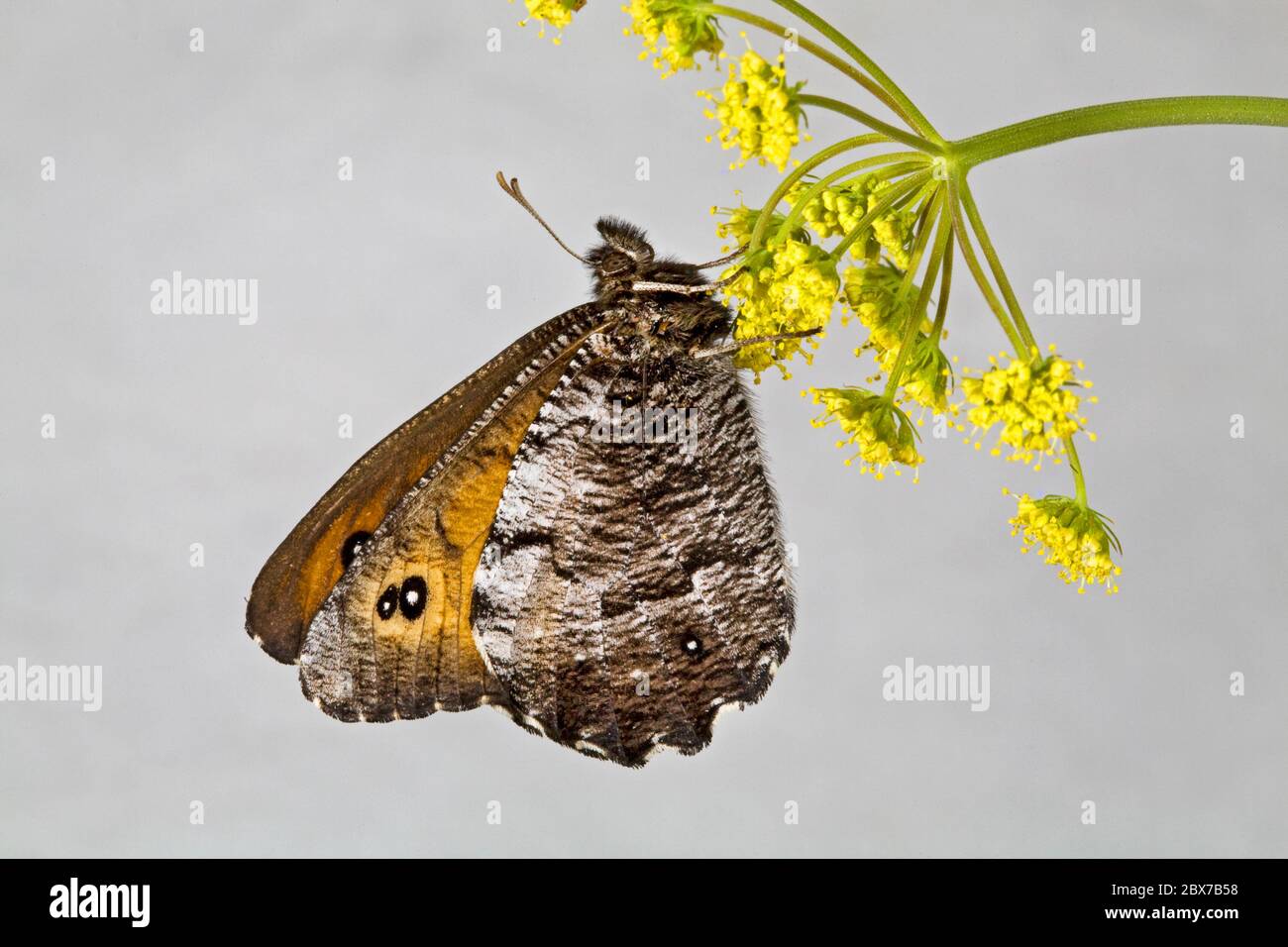 Detail of the Great Arctic butterfly, Oeneis nevadensis, also known as the Nevada Arctic. Photographed on a wild flower in the Cascade Mountains of ce Stock Photo