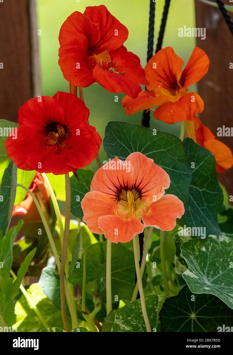Bright flowers in shade Stock Photo