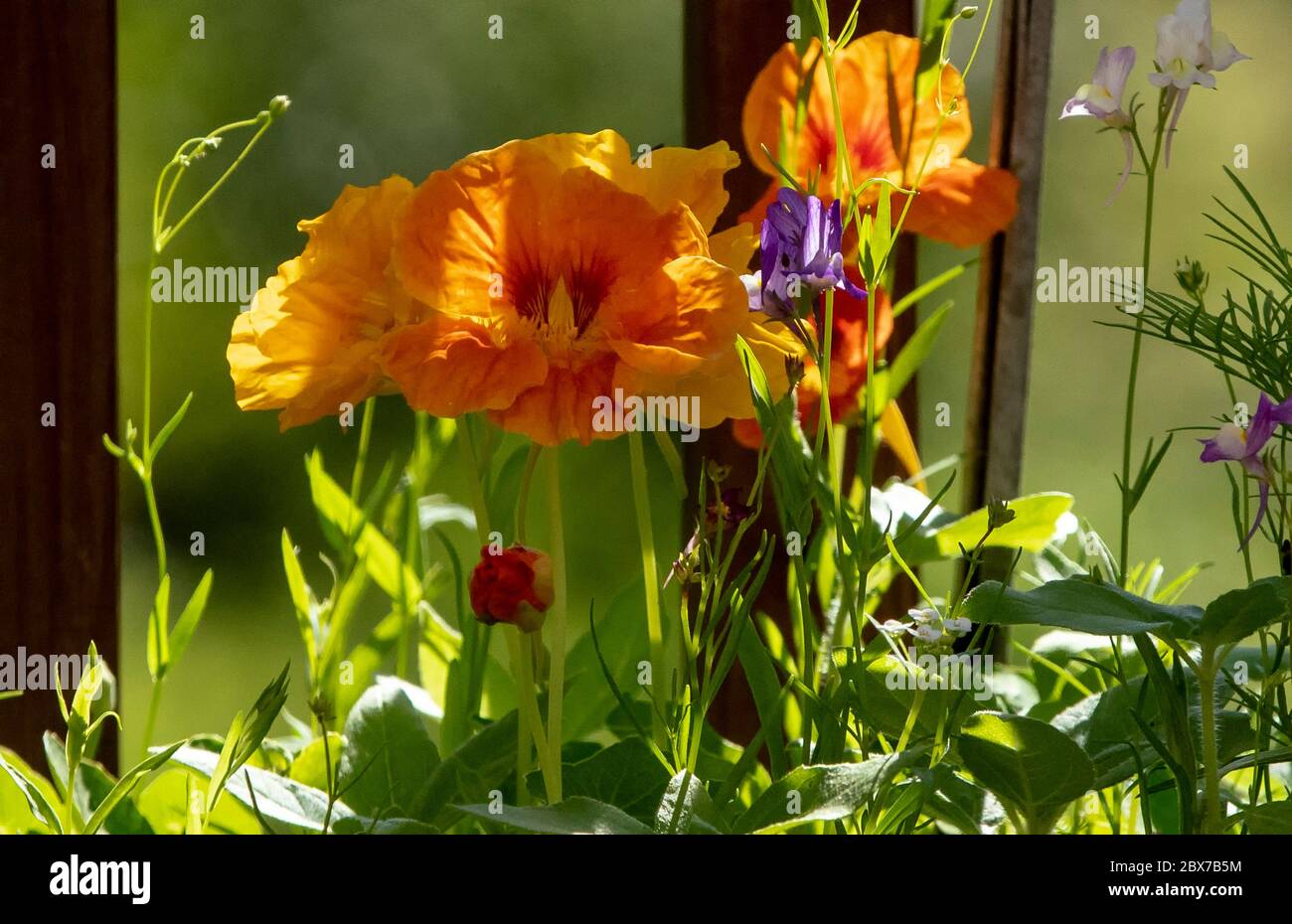 Wildflowers in bloom Stock Photo - Alamy