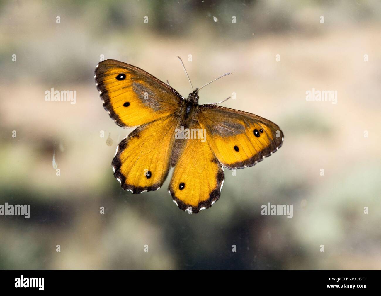 Detail of the Great Arctic butterfly, Oeneis nevadensis, also known as the Nevada Arctic. Photographed on a wild flower in the Cascade Mountains of ce Stock Photo