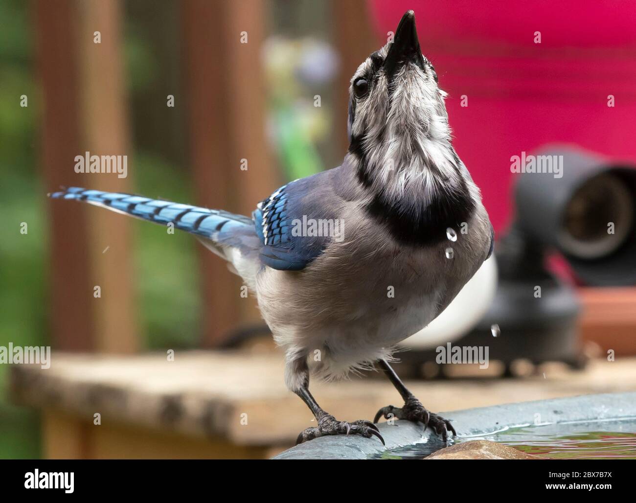 Bluejay in the garden Stock Photo Alamy