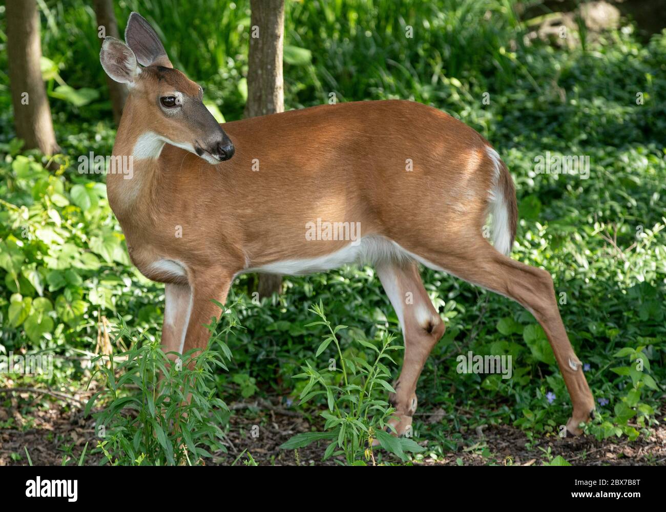 Deer in the garden hi-res stock photography and images - Alamy