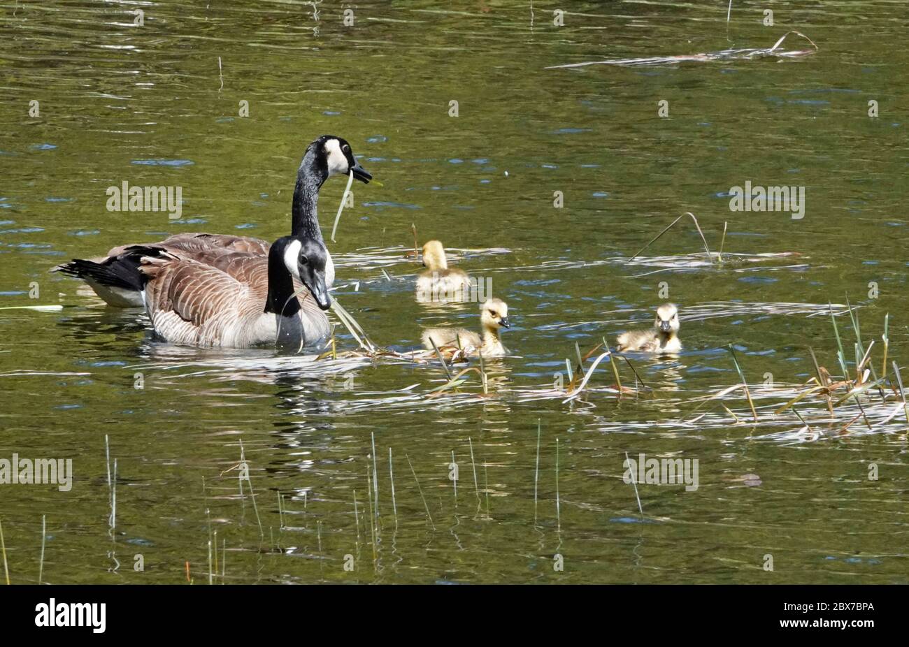 A Canada Geese family of parents and goslings swimming in Crane Prairie Reservoir in the central Oregon Cascade Mountains. Stock Photo