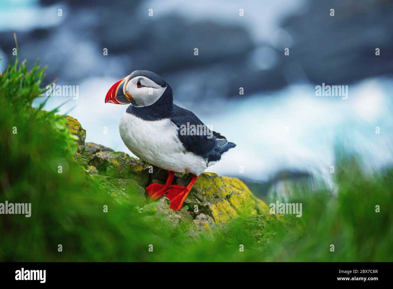 Single Atlantic puffin bird standing on the rock over the sea. Animal ...