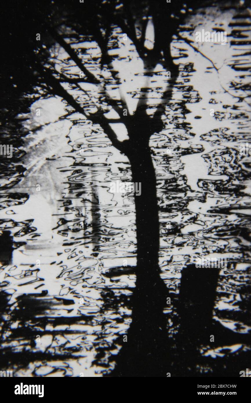 Fine 1970s vintage black and white photography of the beauty of nature ...