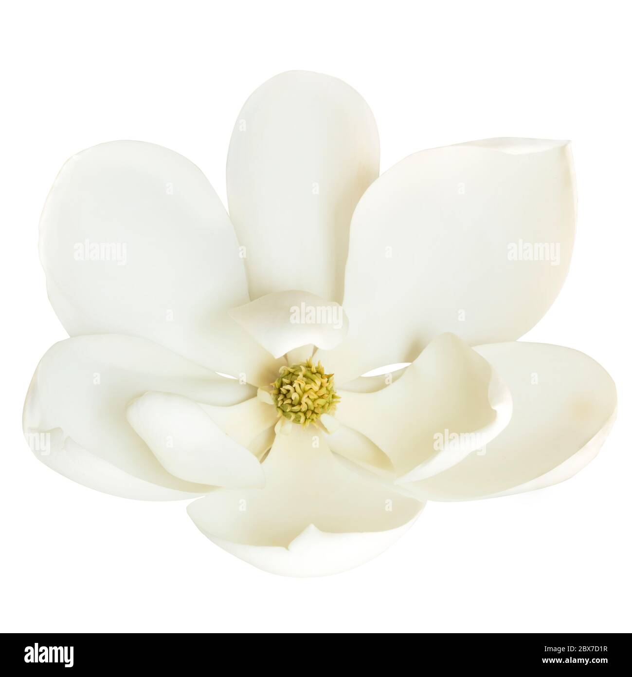 Magnolia flower, isolated on white background Stock Photo - Alamy