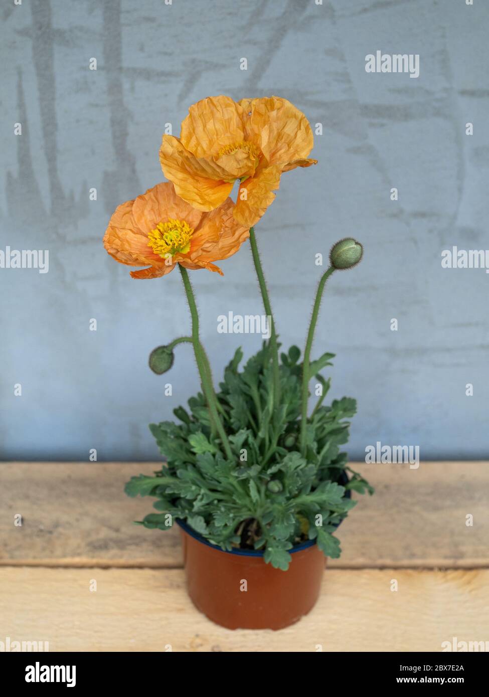Flowering poppy in a pot Stock Photo Alamy