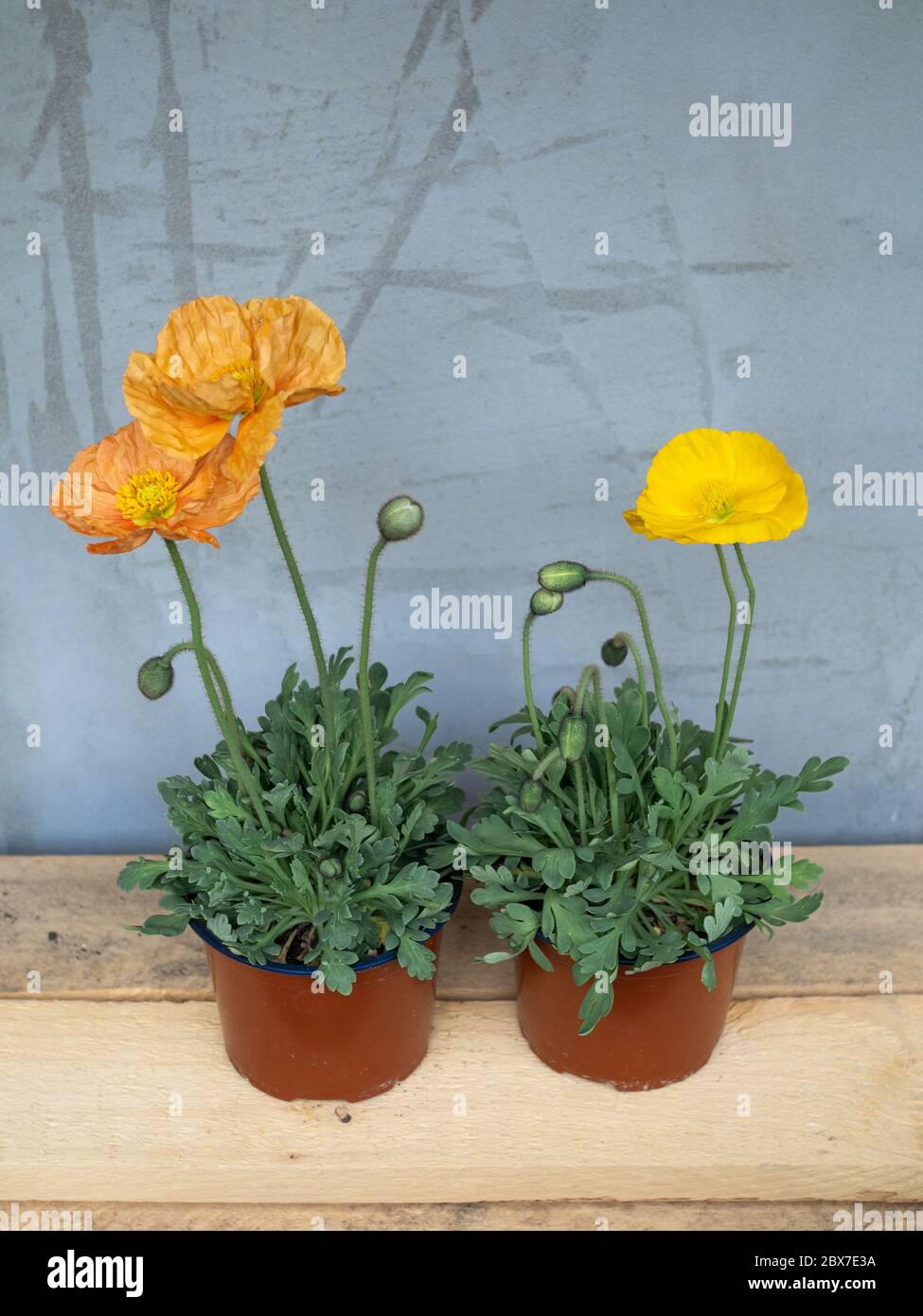 Flowering poppy in a pot Stock Photo Alamy