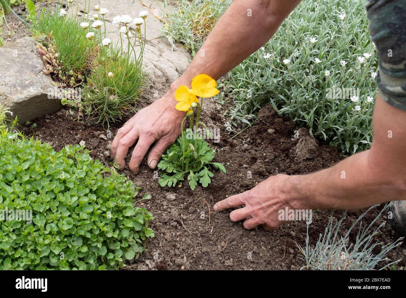 Man digging flowers hi-res stock photography and images - Alamy