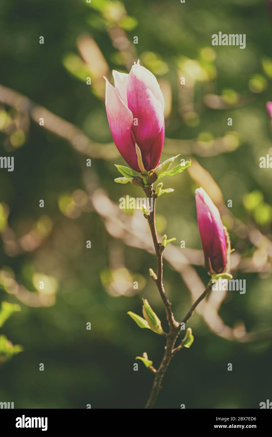 Magnolia pink flower bud in spring time, natural seasonal concept Stock ...