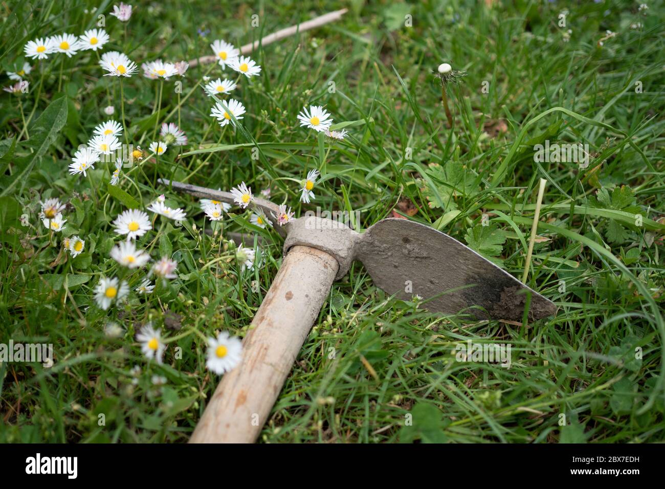 Hoe in the garden, gardening Stock Photo