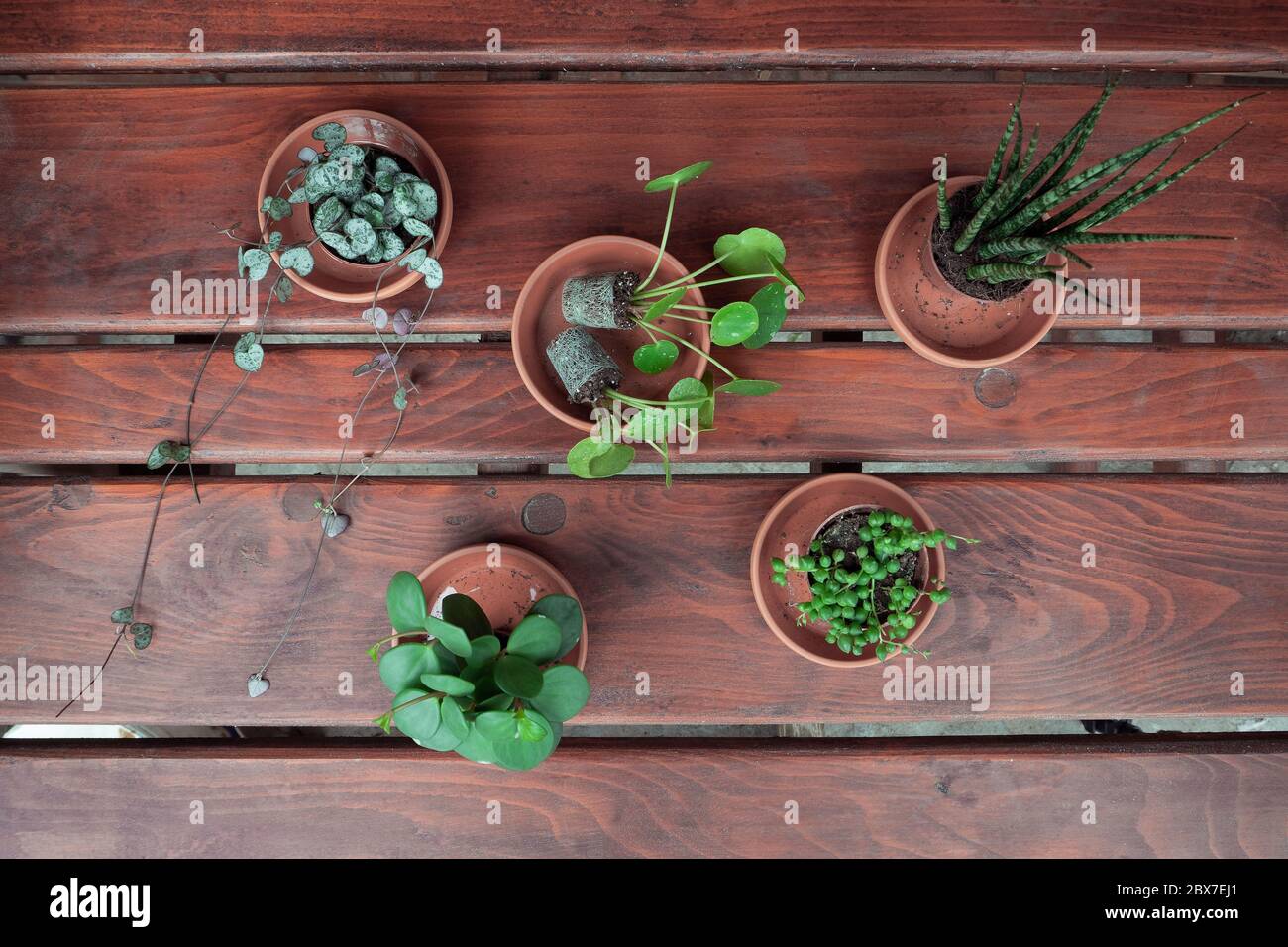 Baby plants in a flowerpot Stock Photo