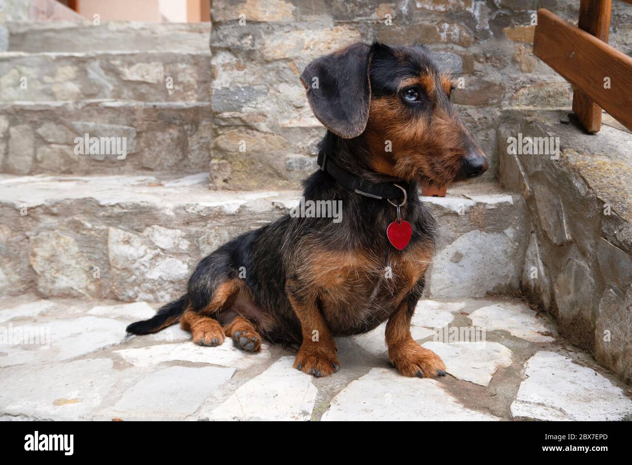 Little dachshund sitting and posing Stock Photo
