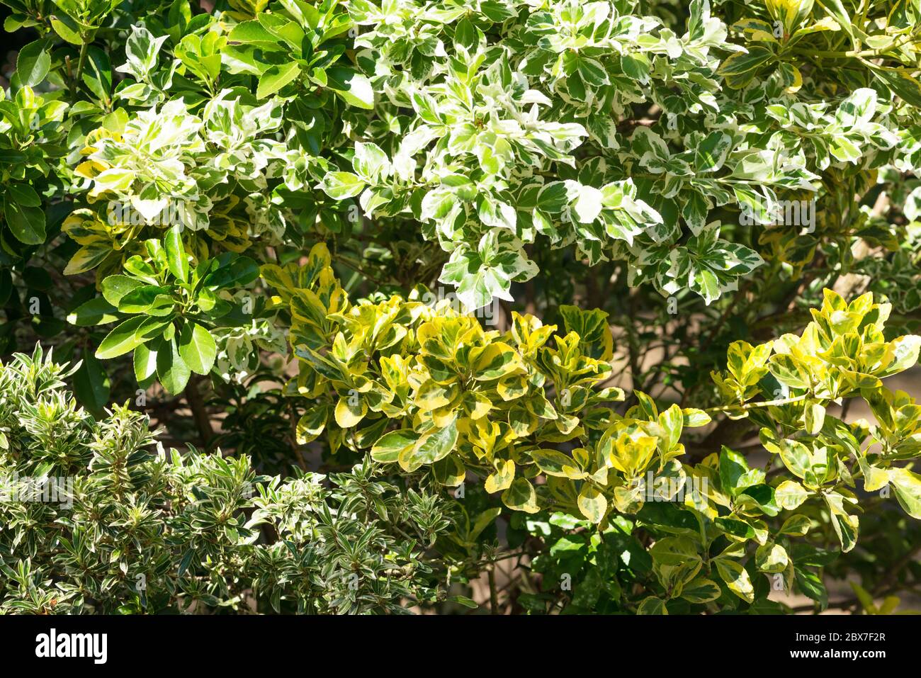 Different variegated hebe shrubs growing in a garden in the UK Stock Photo