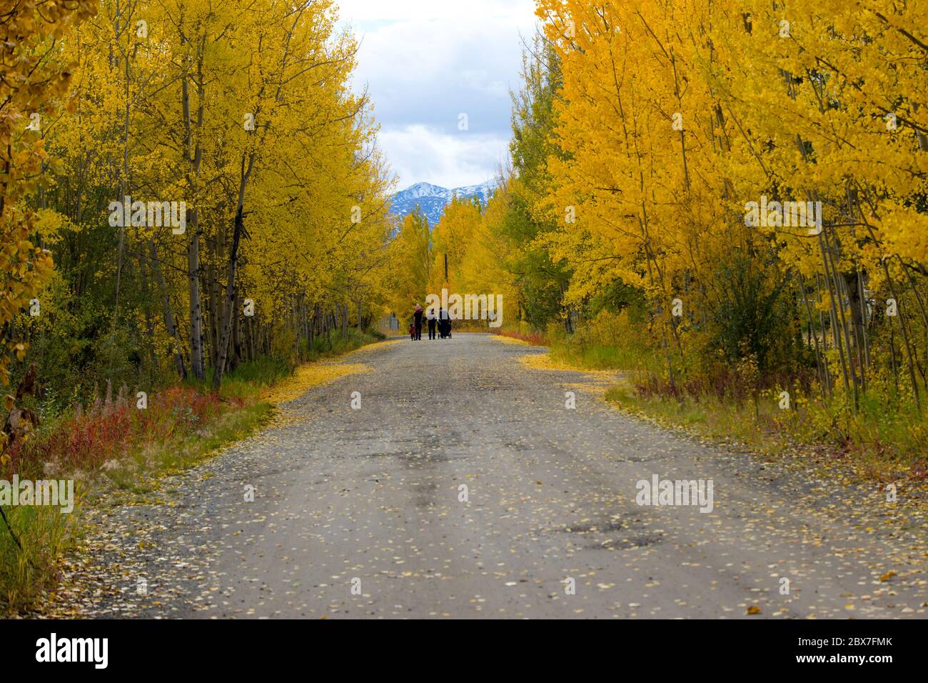 Autumn stroll in the Yukon Territories, Canada. Stock Photo