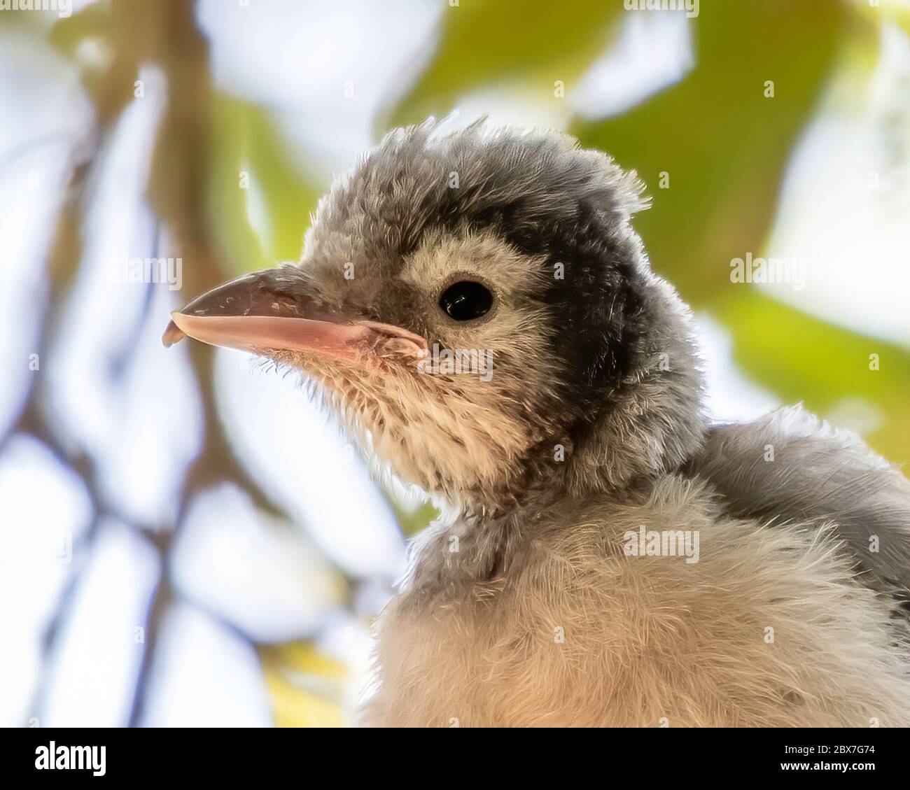 Baby Jay High Resolution Stock Photography And Images Alamy