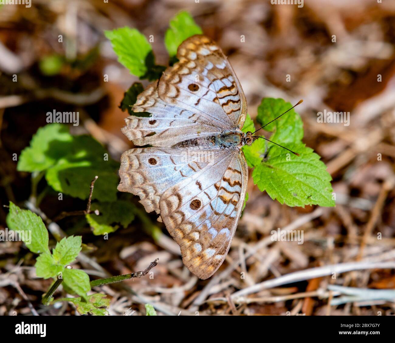 Peacock butterfly rests near the ground a Florida garden Stock Photo ...
