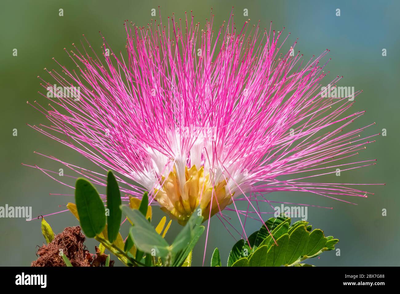 Mimosa tree blossom hires stock photography and images Alamy