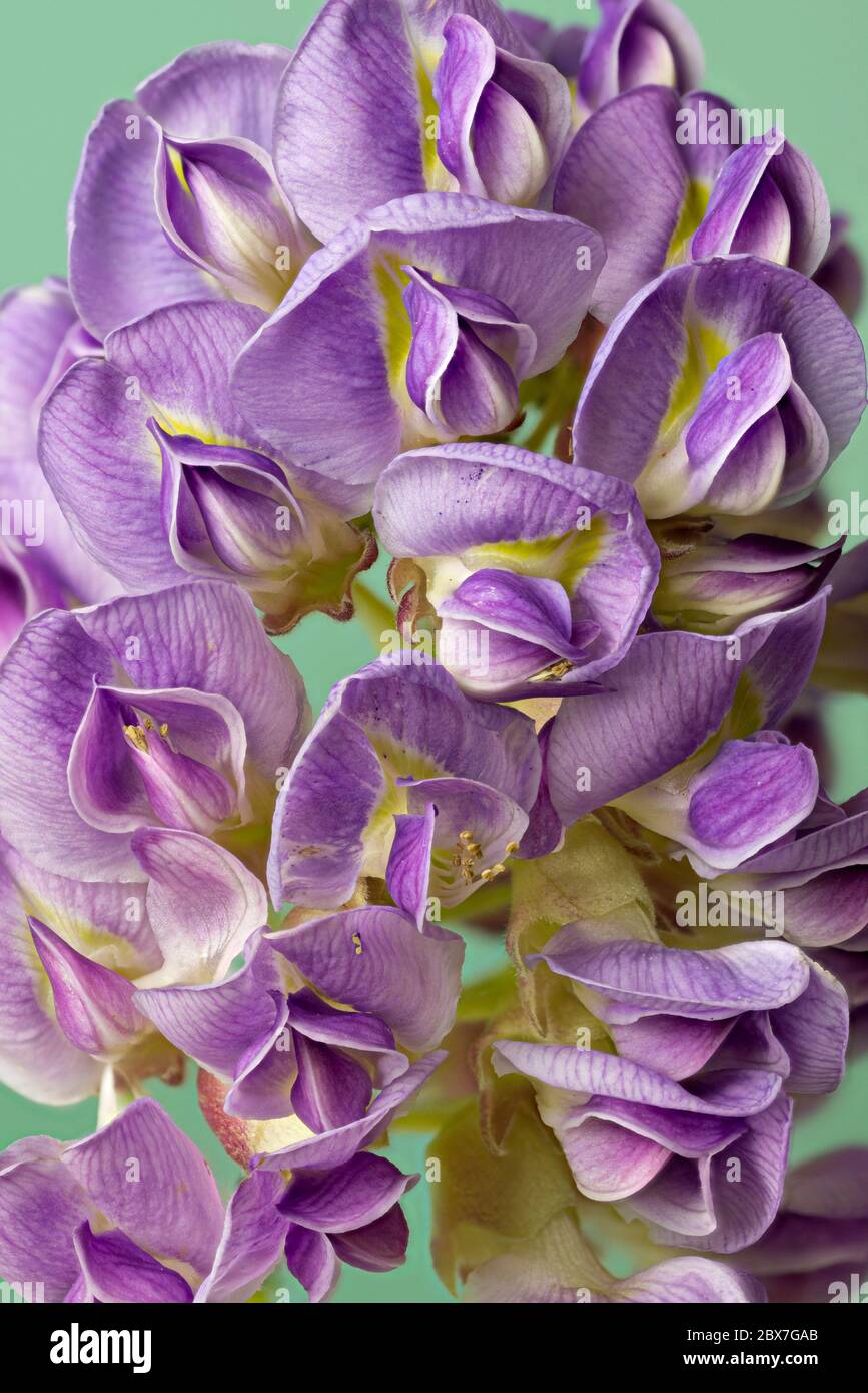 Close view of flower cluster of American wisteria (Wisteria frutescens