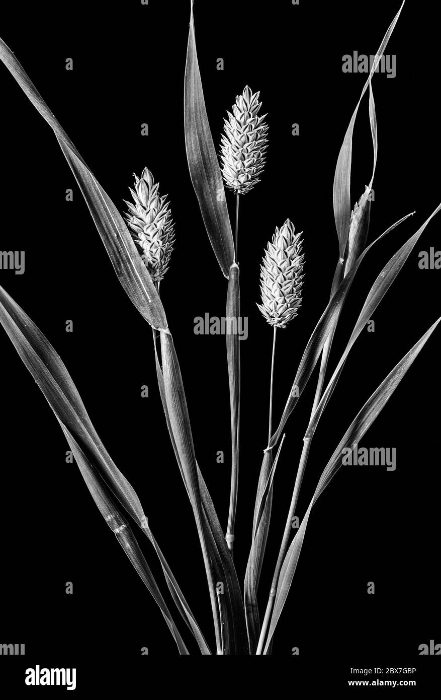 Canary grass (Phalaris canariensis) inflorescences (flower heads). A native grass of the Mediterranean region, grown mostly to supply bird seed market Stock Photo