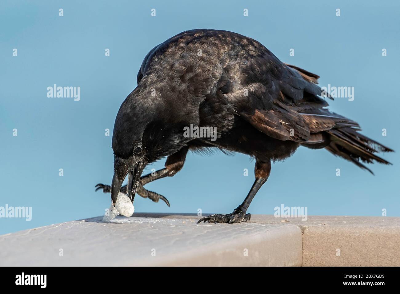 Harmful litter hi-res stock photography and images - Alamy