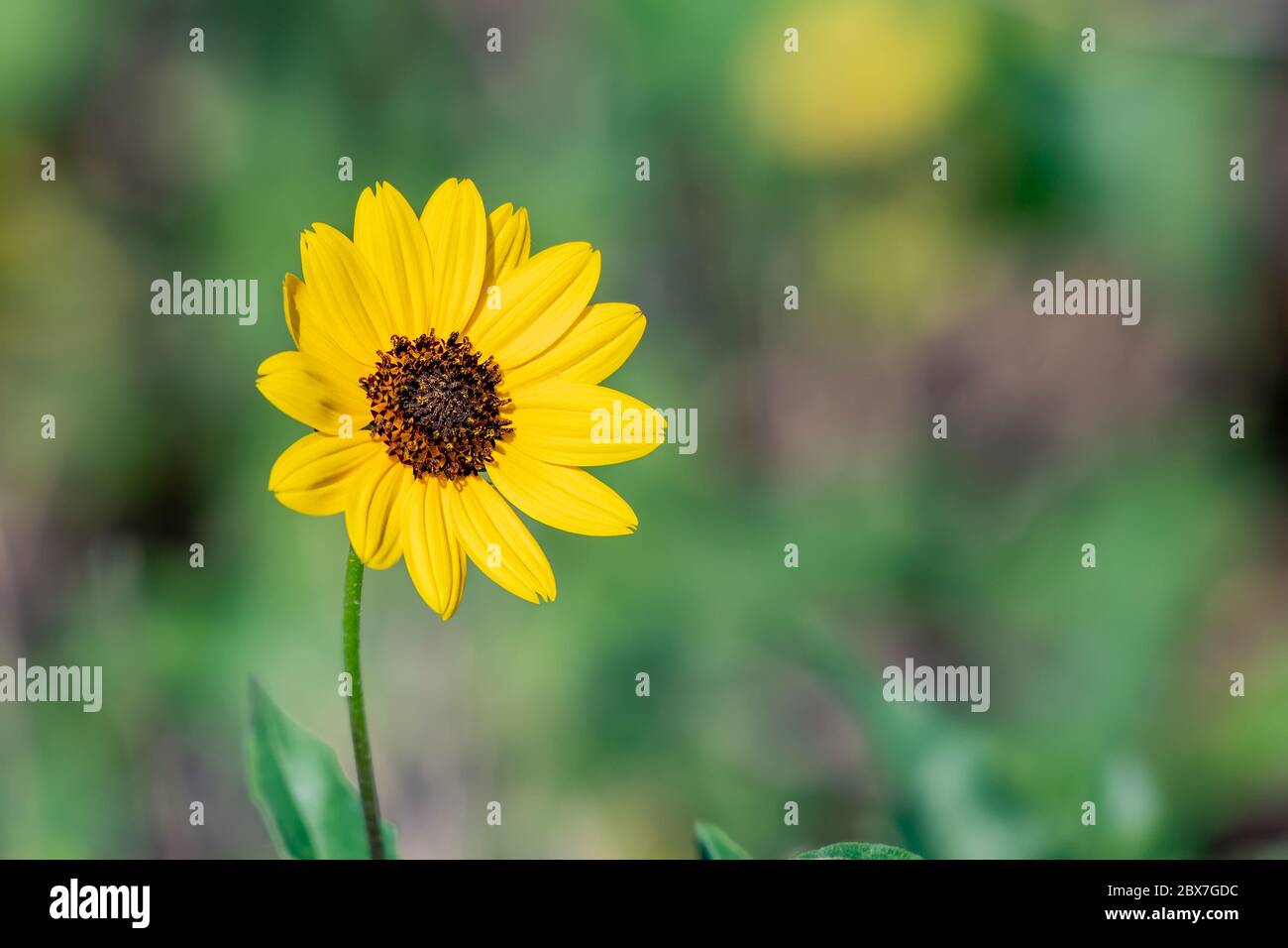 Native ground cover found along the beaches in Florida bright yellow