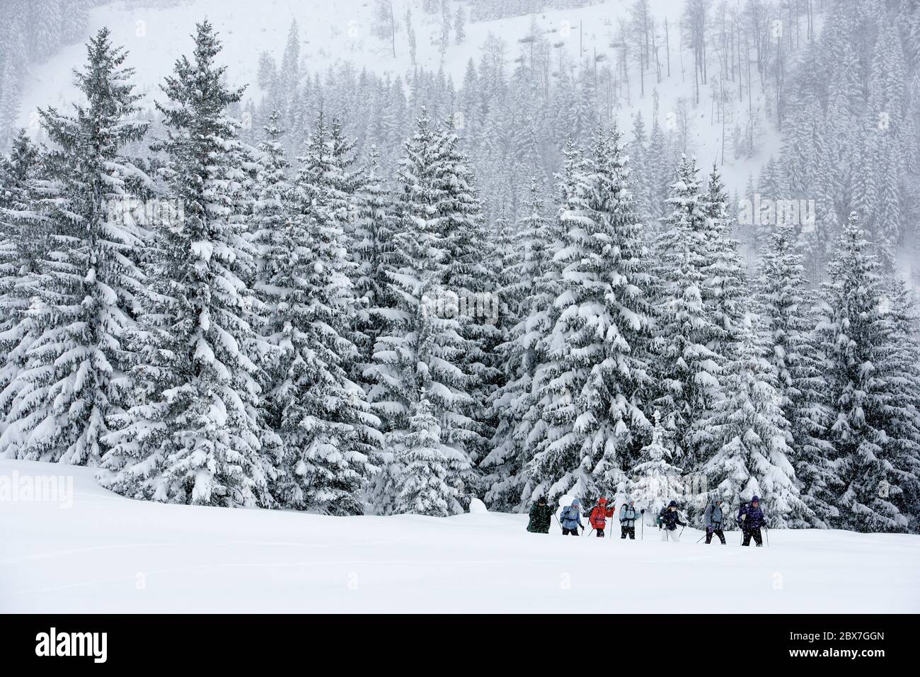SNOWSHOE HIKE IN BAVARIA Stock Photo