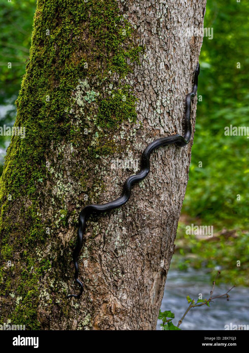 Eastern, or black, rat snake (Pantherophis alleghaniensis) climbing mosscovered sycamore tree