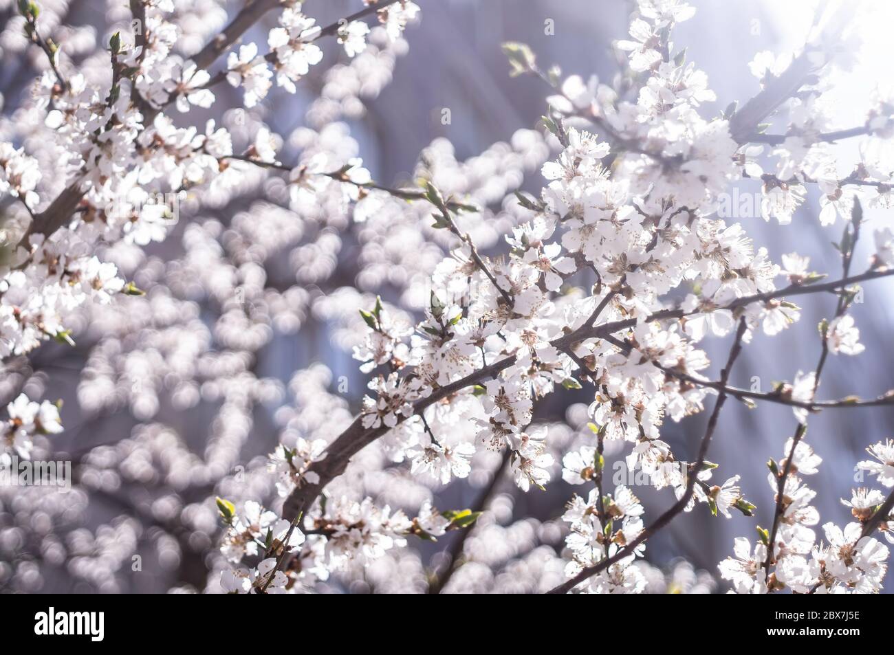 spring bloom of cherry or apple tree with white flowers at blue blurred background with lens flare Stock Photo