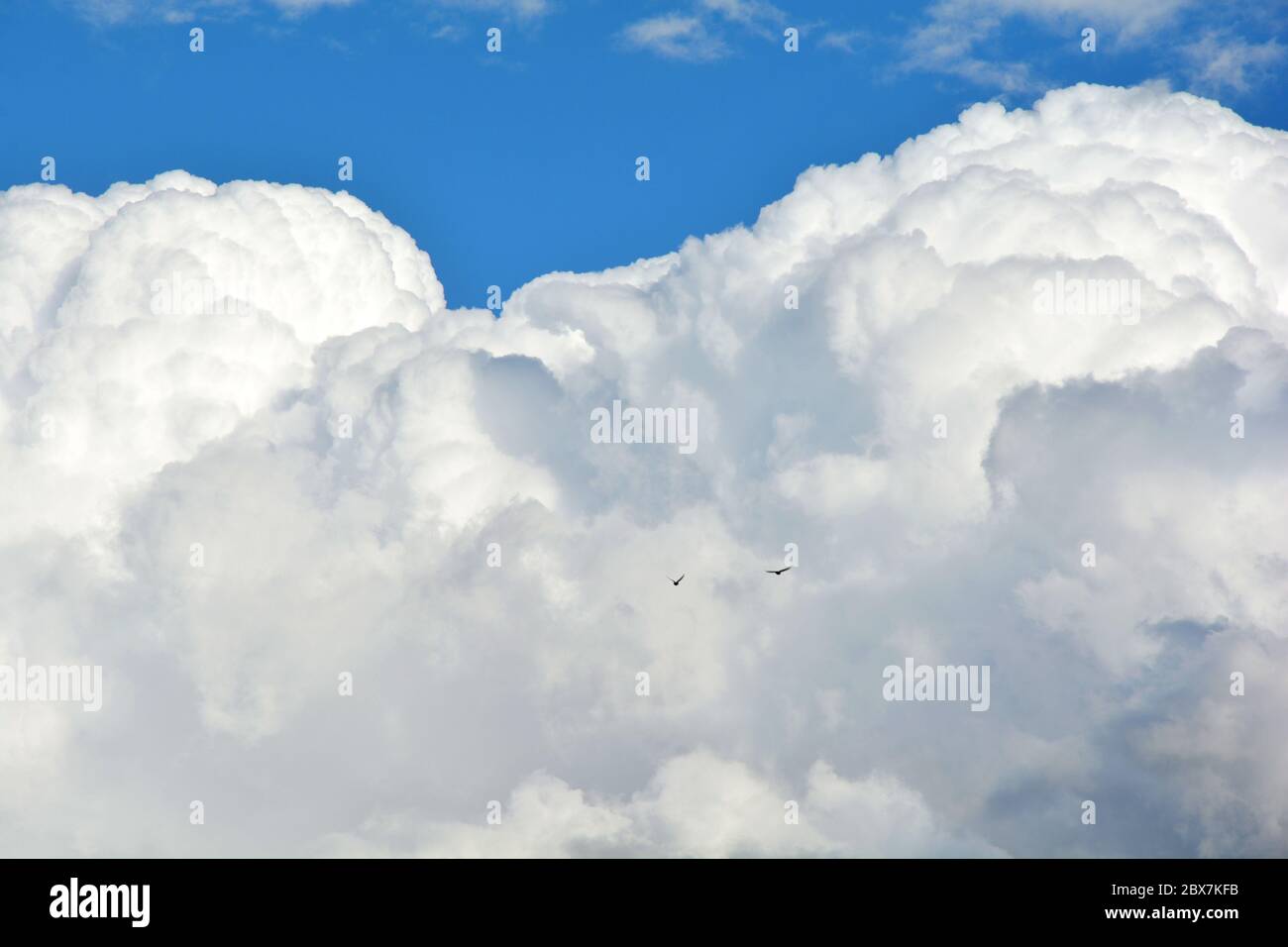 Birds in heaven hi-res stock photography and images - Alamy