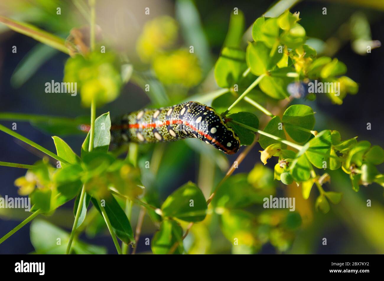 Insect tower hi-res stock photography and images - Alamy
