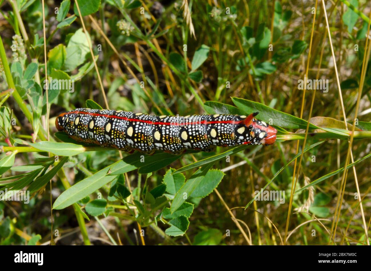 Insect tower hi-res stock photography and images - Alamy