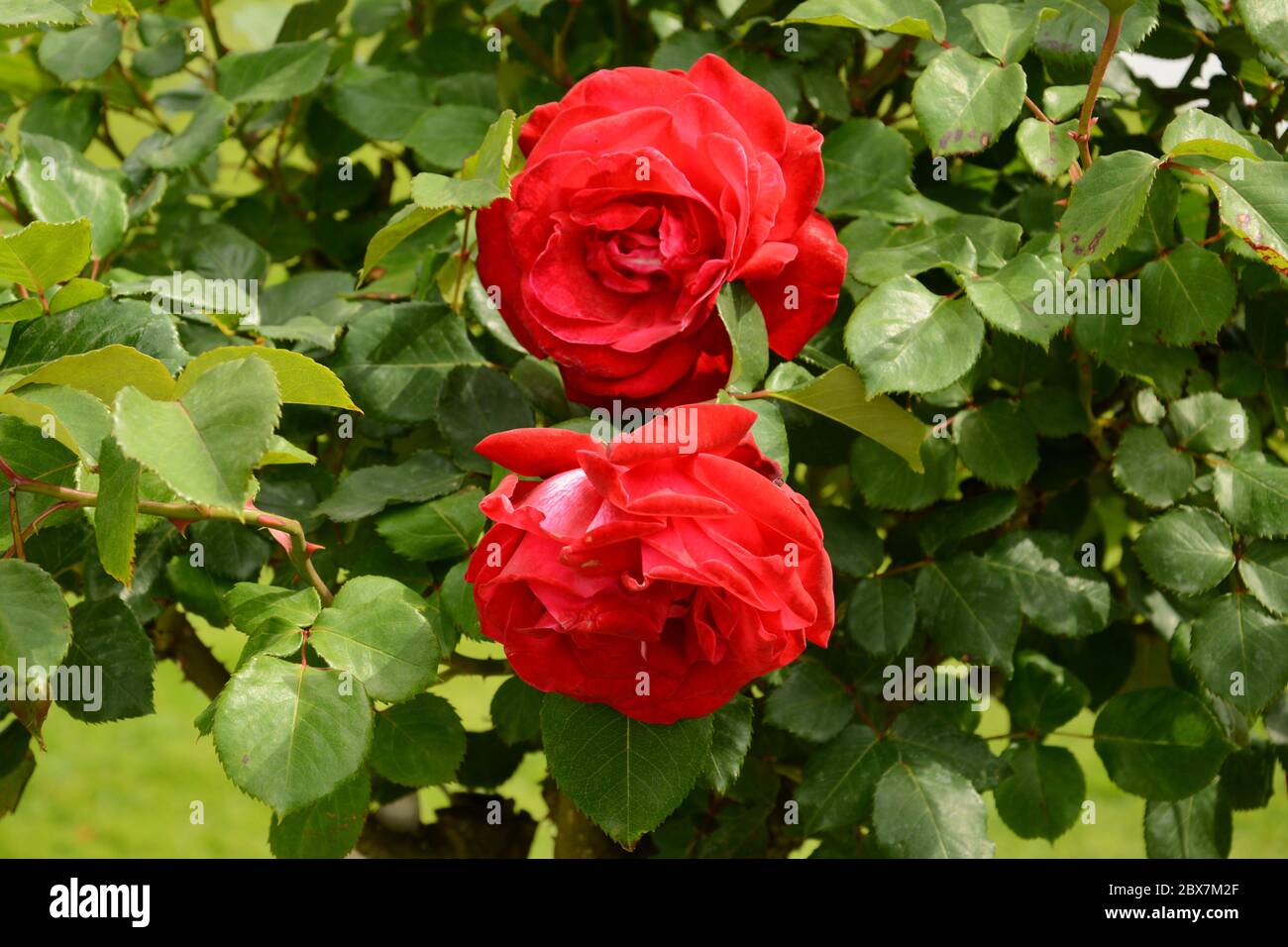 Two red roses blossom in spring Stock Photo